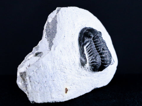 1.7 Cornuproetus Cornutus Trilobite Fossil Morocco Devonian 400 Mil Yrs Ago COA - Fossil Age Minerals