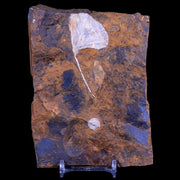 2.5" Detailed Ginkgo Cranei Fossil Plant Leaf Morton County, ND Paleocene Age COA