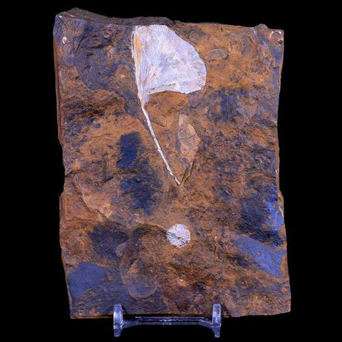 2.5" Detailed Ginkgo Cranei Fossil Plant Leaf Morton County, ND Paleocene Age COA - Fossil Age Minerals