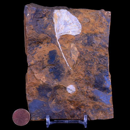 2.5" Detailed Ginkgo Cranei Fossil Plant Leaf Morton County, ND Paleocene Age COA