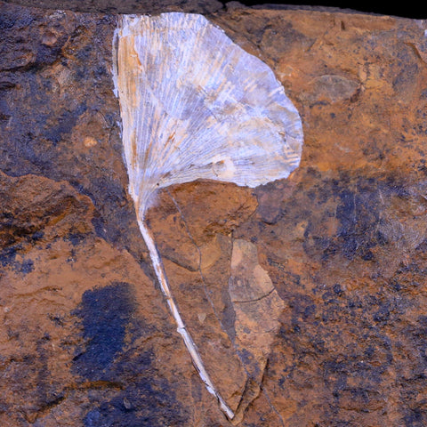 2.5" Detailed Ginkgo Cranei Fossil Plant Leaf Morton County, ND Paleocene Age COA - Fossil Age Minerals