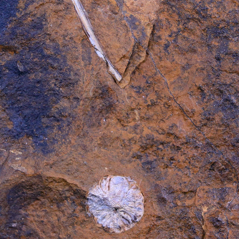 2.5" Detailed Ginkgo Cranei Fossil Plant Leaf Morton County, ND Paleocene Age COA - Fossil Age Minerals