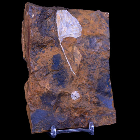 2.5" Detailed Ginkgo Cranei Fossil Plant Leaf Morton County, ND Paleocene Age COA - Fossil Age Minerals