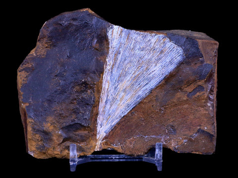 2.3" Detailed Ginkgo Cranei Fossil Plant Leaf Morton County, ND Paleocene Age COA - Fossil Age Minerals