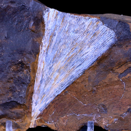 2.3" Detailed Ginkgo Cranei Fossil Plant Leaf Morton County, ND Paleocene Age COA