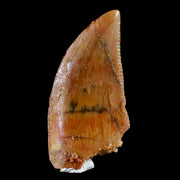 0.6" Abelisaur Serrated Tooth Fossil Cretaceous Age Dinosaur Morocco COA, Display