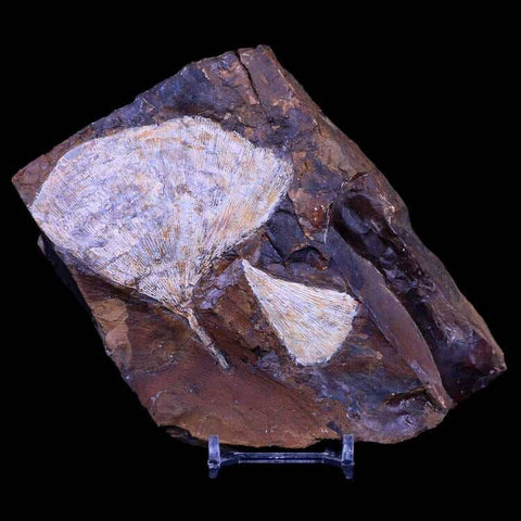 3.2" Detailed Ginkgo Cranei Fossil Plant Leaf Morton County, ND Paleocene Age COA - Fossil Age Minerals