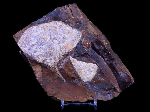 3.2" Detailed Ginkgo Cranei Fossil Plant Leaf Morton County, ND Paleocene Age COA - Fossil Age Minerals