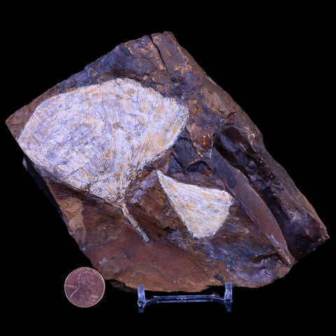 3.2" Detailed Ginkgo Cranei Fossil Plant Leaf Morton County, ND Paleocene Age COA - Fossil Age Minerals