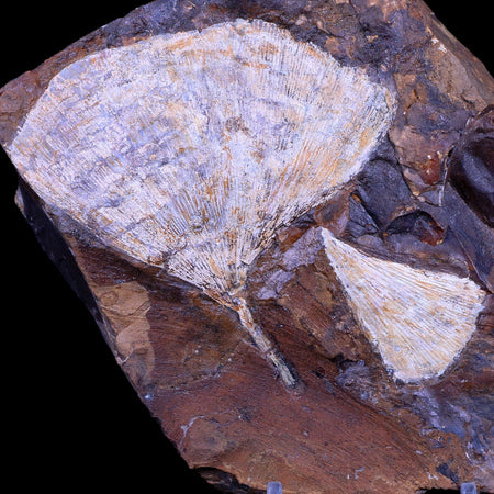 3.2" Detailed Ginkgo Cranei Fossil Plant Leaf Morton County, ND Paleocene Age COA