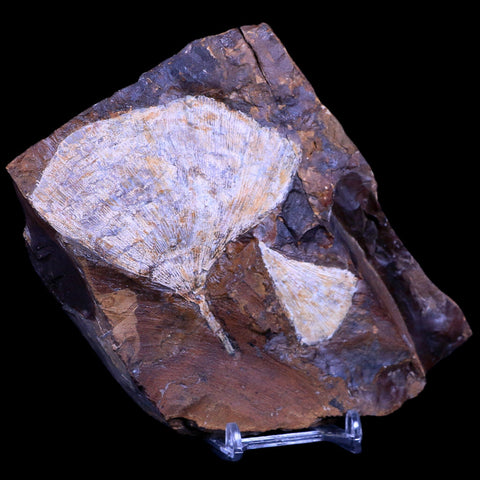 3.2" Detailed Ginkgo Cranei Fossil Plant Leaf Morton County, ND Paleocene Age COA - Fossil Age Minerals