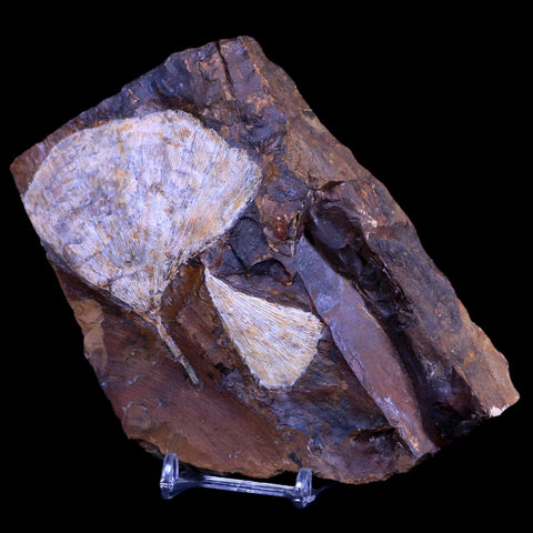 3.2" Detailed Ginkgo Cranei Fossil Plant Leaf Morton County, ND Paleocene Age COA - Fossil Age Minerals