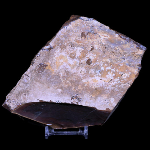 3.2" Detailed Ginkgo Cranei Fossil Plant Leaf Morton County, ND Paleocene Age COA - Fossil Age Minerals