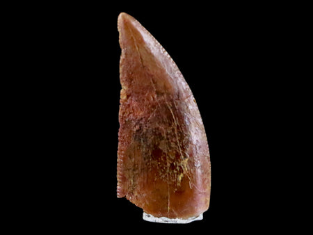 0.6" Abelisaur Serrated Tooth Fossil Cretaceous Age Dinosaur Morocco COA, Display