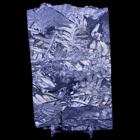 5.2" Alethopteris Fern Plant Leaf Fossil Carboniferous Age Llewellyn FM ST Clair, PA - Fossil Age Minerals
