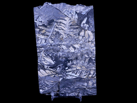 5.2" Alethopteris Fern Plant Leaf Fossil Carboniferous Age Llewellyn FM ST Clair, PA - Fossil Age Minerals