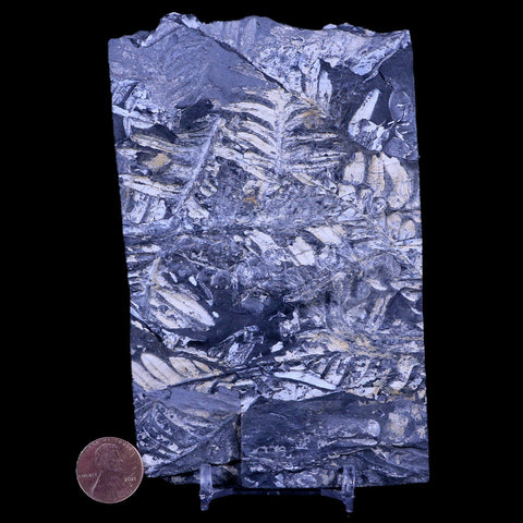 5.2" Alethopteris Fern Plant Leaf Fossil Carboniferous Age Llewellyn FM ST Clair, PA - Fossil Age Minerals