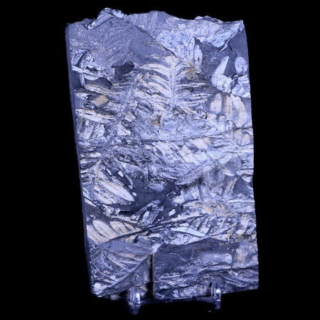 5.2" Alethopteris Fern Plant Leaf Fossil Carboniferous Age Llewellyn FM ST Clair, PA