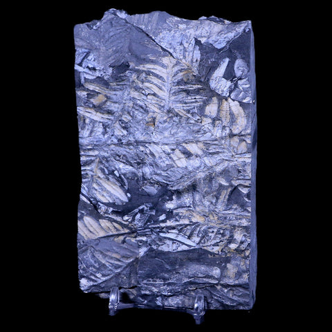 5.2" Alethopteris Fern Plant Leaf Fossil Carboniferous Age Llewellyn FM ST Clair, PA - Fossil Age Minerals