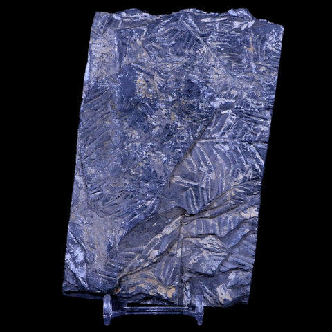 5.2" Alethopteris Fern Plant Leaf Fossil Carboniferous Age Llewellyn FM ST Clair, PA - Fossil Age Minerals