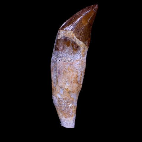 2.7" Basilosaurus Tooth 40-34 Mil Yrs Old Late Eocene COA & Stand - Fossil Age Minerals