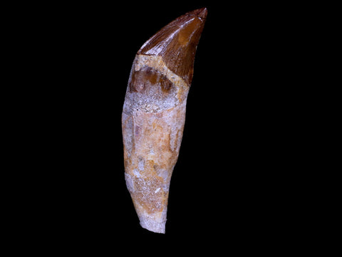 2.7" Basilosaurus Tooth 40-34 Mil Yrs Old Late Eocene COA & Stand - Fossil Age Minerals