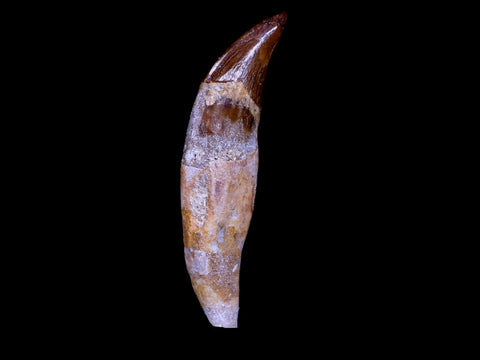 2.7" Basilosaurus Tooth 40-34 Mil Yrs Old Late Eocene COA & Stand - Fossil Age Minerals