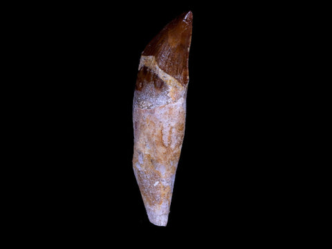 2.7" Basilosaurus Tooth 40-34 Mil Yrs Old Late Eocene COA & Stand - Fossil Age Minerals