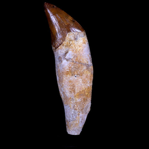 2.7" Basilosaurus Tooth 40-34 Mil Yrs Old Late Eocene COA & Stand - Fossil Age Minerals