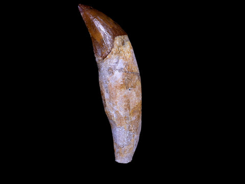 2.7" Basilosaurus Tooth 40-34 Mil Yrs Old Late Eocene COA & Stand - Fossil Age Minerals