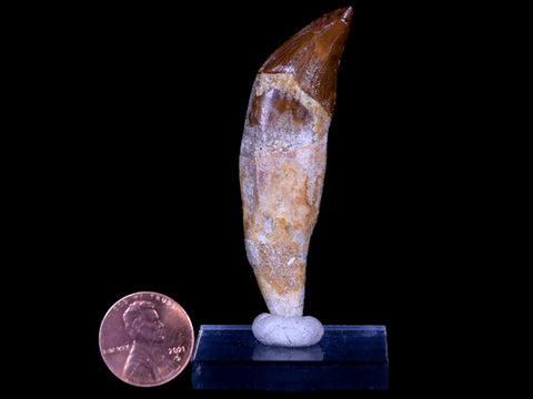 2.7" Basilosaurus Tooth 40-34 Mil Yrs Old Late Eocene COA & Stand - Fossil Age Minerals