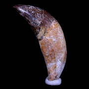 2.8" Basilosaurus Tooth Prehistoric Whale 40-34 Mil Yrs Old Late Eocene COA & Stand
