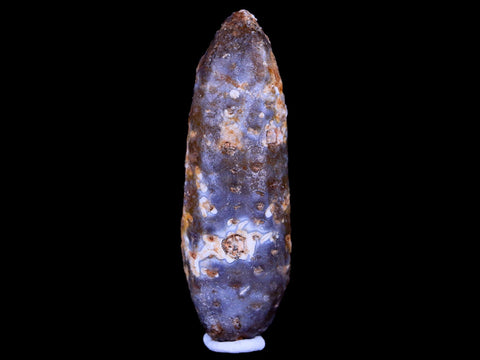 XL 2.1" Fossil Pine Cone Equicalastrobus Replaced By Agate Eocene Age Seeds Fruit - Fossil Age Minerals