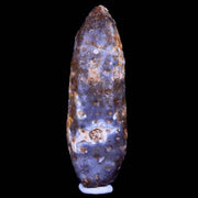 XL 2.1" Fossil Pine Cone Equicalastrobus Replaced By Agate Eocene Age Seeds Fruit