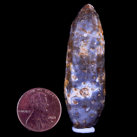 XL 2.1" Fossil Pine Cone Equicalastrobus Replaced By Agate Eocene Age Seeds Fruit - Fossil Age Minerals