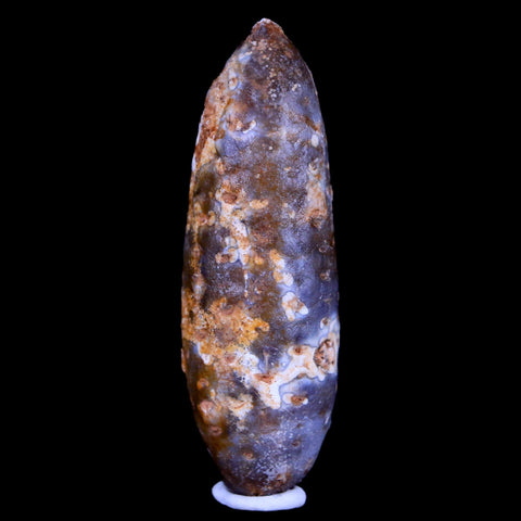 XL 2.1" Fossil Pine Cone Equicalastrobus Replaced By Agate Eocene Age Seeds Fruit - Fossil Age Minerals