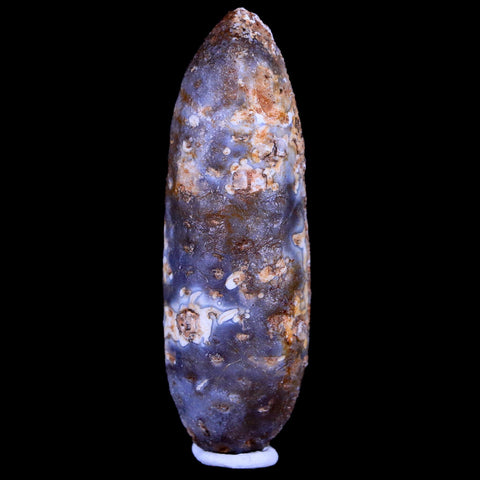 XL 2.1" Fossil Pine Cone Equicalastrobus Replaced By Agate Eocene Age Seeds Fruit - Fossil Age Minerals