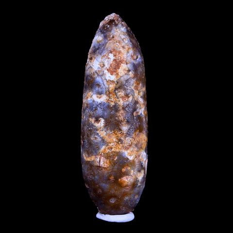 XL 2.1" Fossil Pine Cone Equicalastrobus Replaced By Agate Eocene Age Seeds Fruit - Fossil Age Minerals