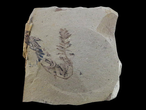 2.9" Detailed Fossil Plant Leafs Metasequoia Dawn Redwood Oligocene Age MT COA - Fossil Age Minerals