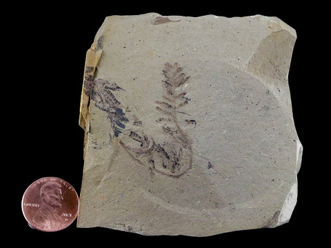 2.9" Detailed Fossil Plant Leafs Metasequoia Dawn Redwood Oligocene Age MT COA - Fossil Age Minerals