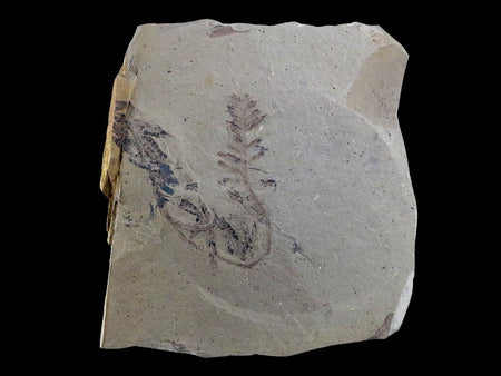 2.9" Detailed Fossil Plant Leafs Metasequoia Dawn Redwood Oligocene Age MT COA