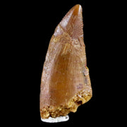 0.7" Abelisaur Rugops Serrated Tooth Fossil Cretaceous Age Dinosaur COA, Display