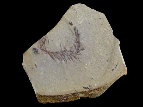 2.8" Detailed Fossil Plant Leafs Metasequoia Dawn Redwood Oligocene Age MT COA - Fossil Age Minerals
