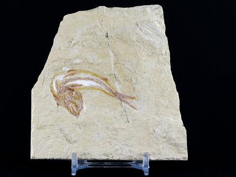 1.8" Scombroclupea Fossil Fish Plate Cretaceous Dinosaur Age Lebanon COA & Stand - Fossil Age Minerals