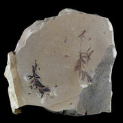 4.2" Detailed Fossil Plant Leafs Metasequoia Dawn Redwood Oligocene Age MT COA
