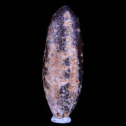 XL 2" Fossil Pine Cone Equicalastrobus Replaced By Agate Eocene Age Seeds Fruit