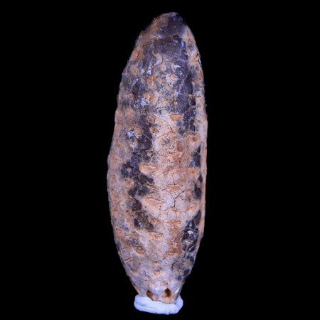 XL 2" Fossil Pine Cone Equicalastrobus Replaced By Agate Eocene Age Seeds Fruit