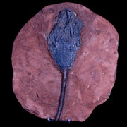 9.8" Scyphocrinites Elegans Crinoid Fossil Plate Sea Lilly Echinoderm Morocco Stand