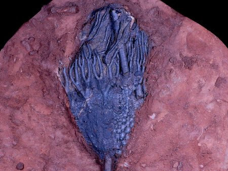 9.8" Scyphocrinites Elegans Crinoid Fossil Plate Sea Lilly Echinoderm Morocco Stand