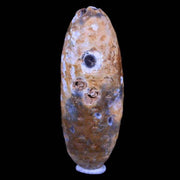 XL 2.3" Fossil Pine Cone Equicalastrobus Replaced By Agate Eocene Age Seeds Fruit